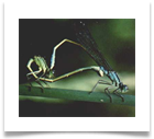 Libellule